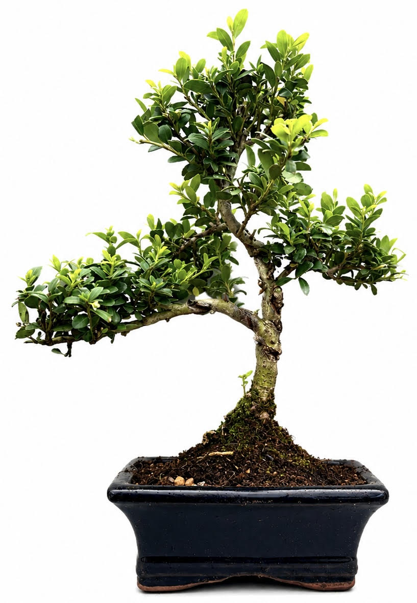 Ilex Flowering Bonsai Tree Indoor/Outdoor – (Stock Code B2U167)