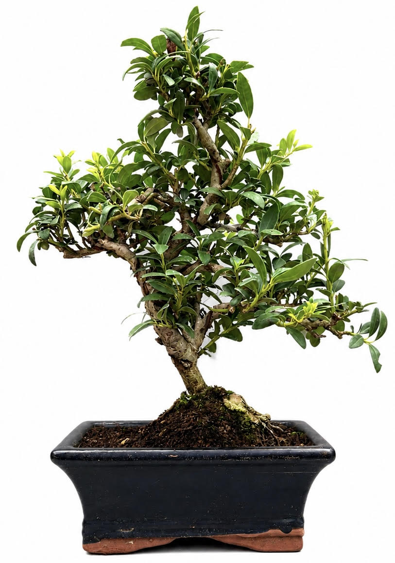 Ilex Flowering Bonsai Tree Indoor/Outdoor – (Stock Code B2U168)
