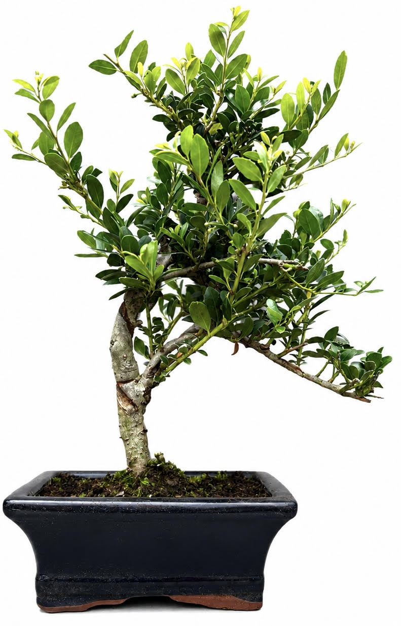 Ilex Flowering Bonsai Tree Indoor/Outdoor – (Stock Code B2U169)