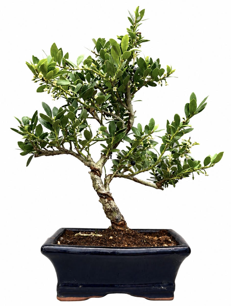 Ilex Flowering Bonsai Tree Indoor/Outdoor – (Stock Code B2U171)