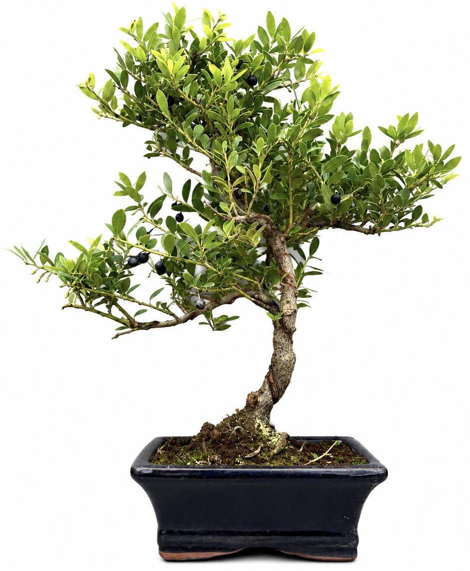 Ilex Flowering Bonsai Tree Indoor/Outdoor – (Stock Code B2U172)