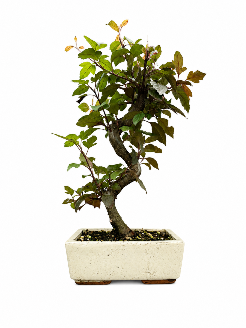 Malus – Crab Apple Bonsai Tree (Stock Code B2U177)