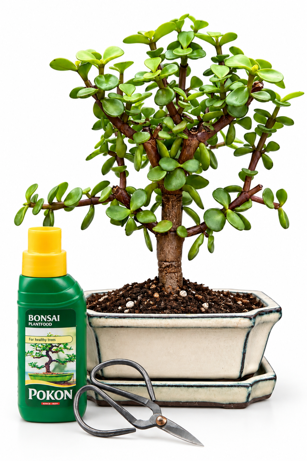 Portulacaria – Money Tree – Cream Pot - Gift Set