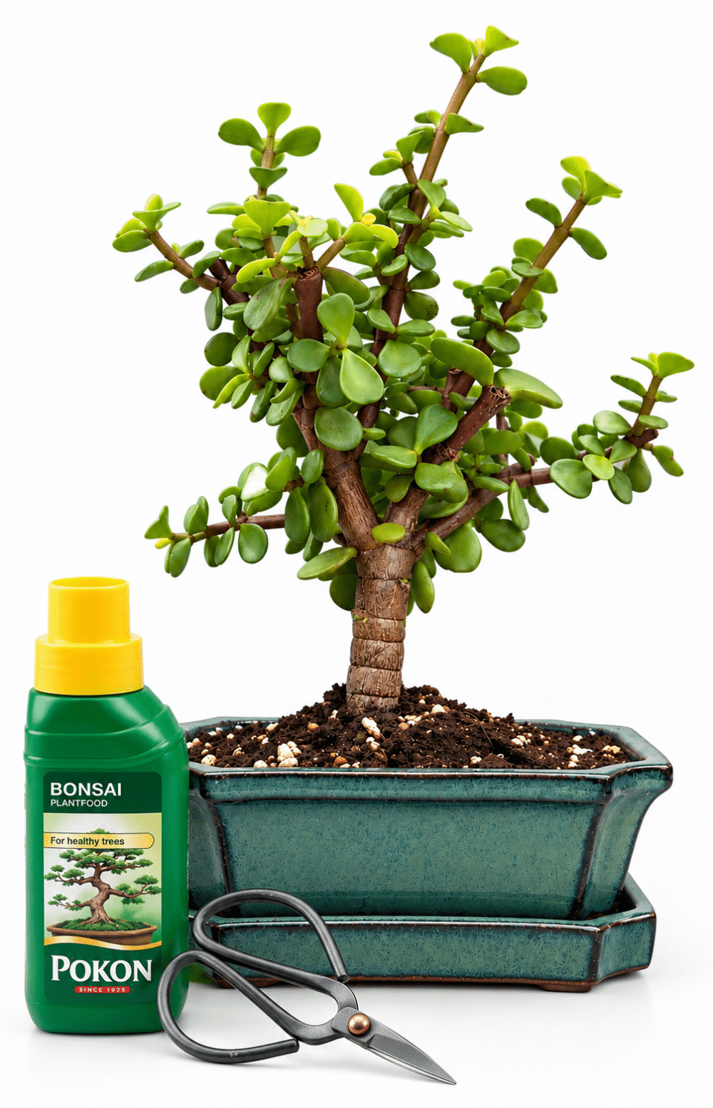 Portulacaria – Money Tree – Green Pot - Gift Set