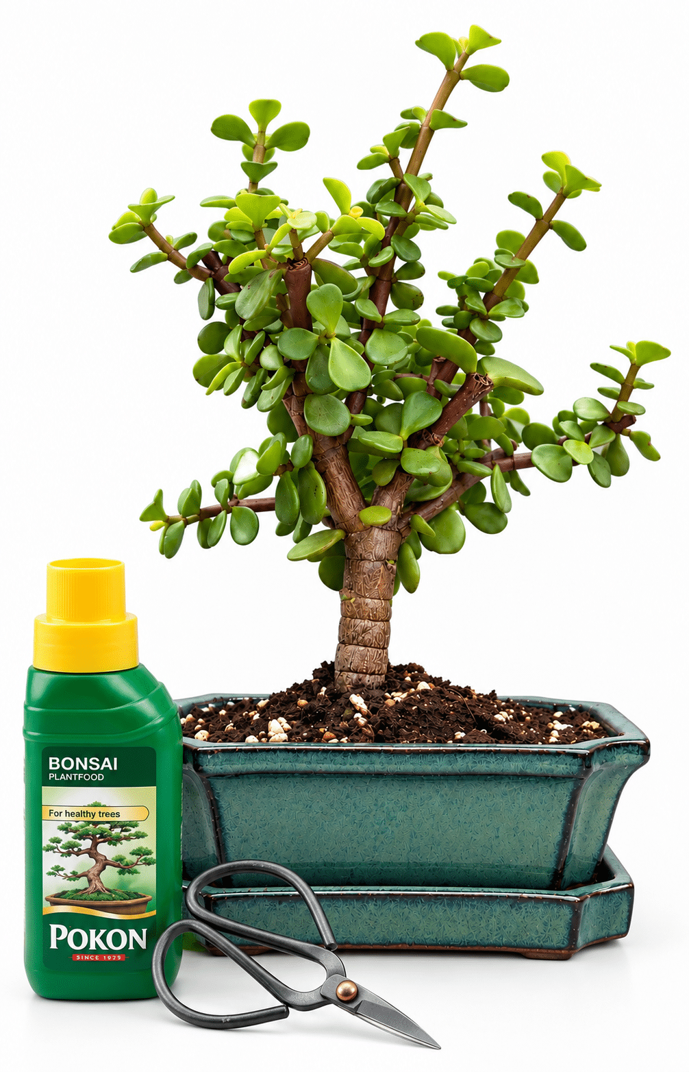 Portulacaria – Money Tree – Green Pot - Gift Set